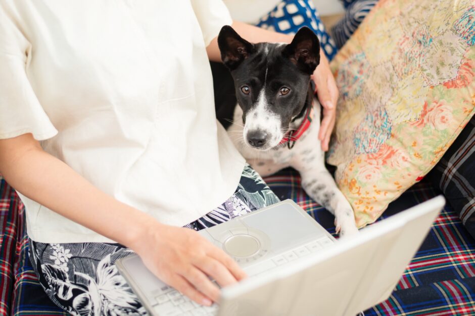犬のしつけ教室はオンラインでできる？自宅で受けるメリットや利用時のポイントも解説