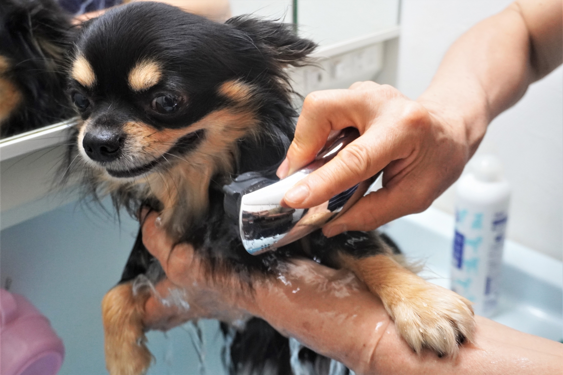シャワーしてもらっている犬