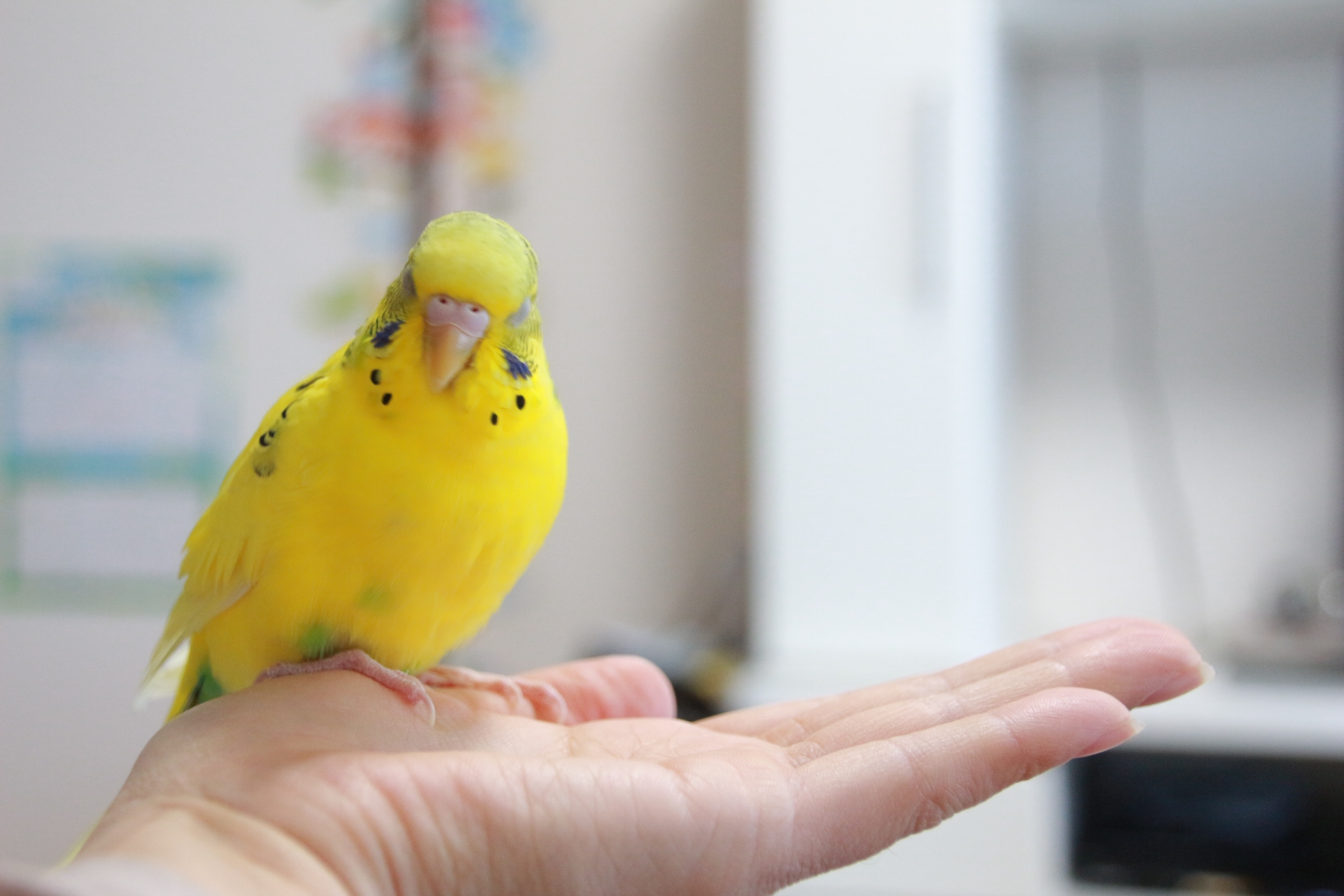 手に乗るセキセイインコ