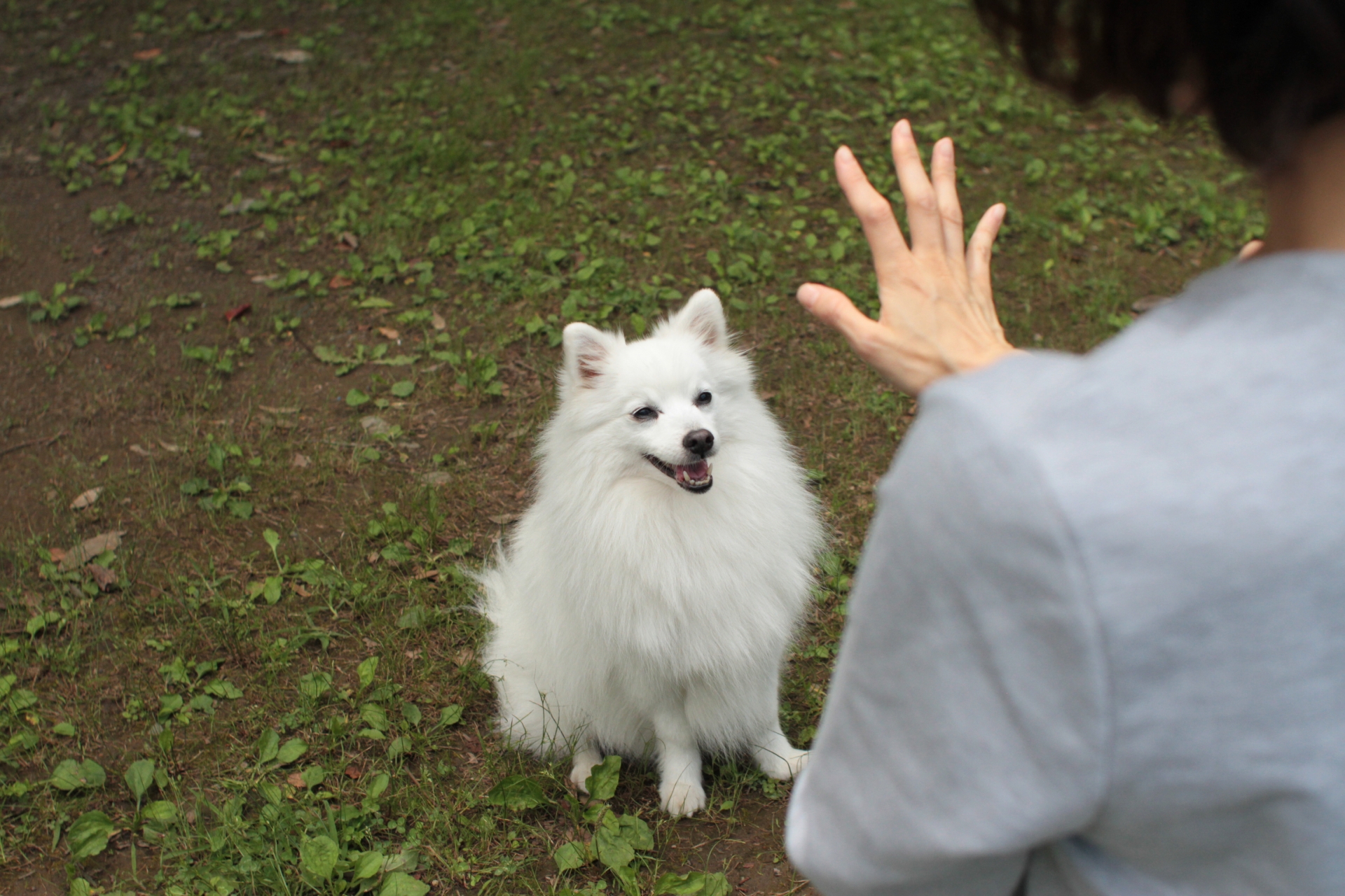トレーニング中の犬