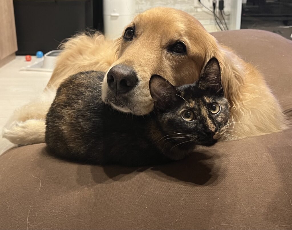 犬や猫の血液型の基本情報