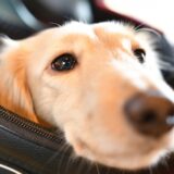 犬のくしゃみと鼻血が止まらないのはなぜ？考えられる病気や受診するべき症状を解説