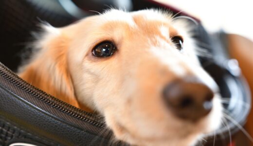 犬のくしゃみと鼻血が止まらないのはなぜ？考えられる病気や受診するべき症状を解説