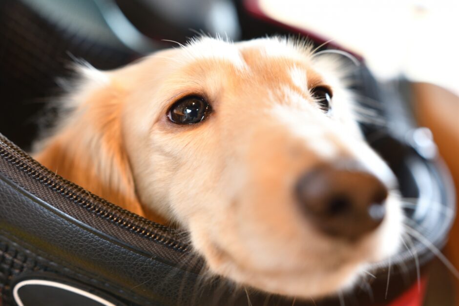 犬のくしゃみと鼻血が止まらないのはなぜ？考えられる病気や受診するべき症状を解説