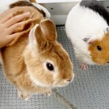 ペットホテルの対象動物は？犬や猫以外に預けられる種類や預ける際の注意点を解説