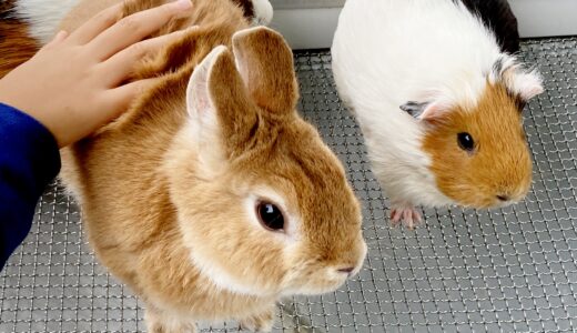 ペットホテルの対象動物は？犬や猫以外に預けられる種類や預ける際の注意点を解説