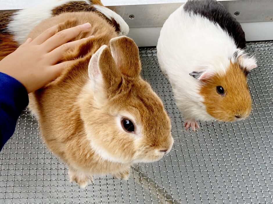 ペットホテルの対象動物は？犬や猫以外に預けられる種類や預ける際の注意点を解説