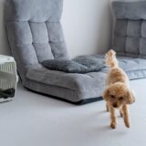 「ハウス」のしつけが必要な理由とは？しつけ教室でのトレーニングや効果的に習得する方法を解説