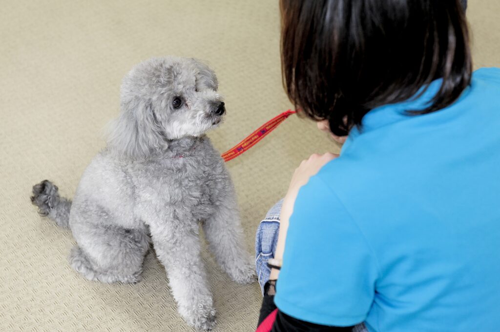 犬の訓練競技会について