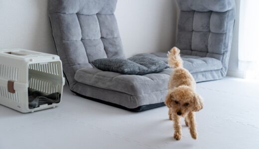動物病院で困らないために｜クレートの選び方や慣れ方、連れて行く際の注意点を解説