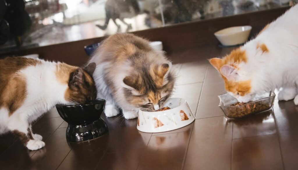 猫の食欲が落ちる時期