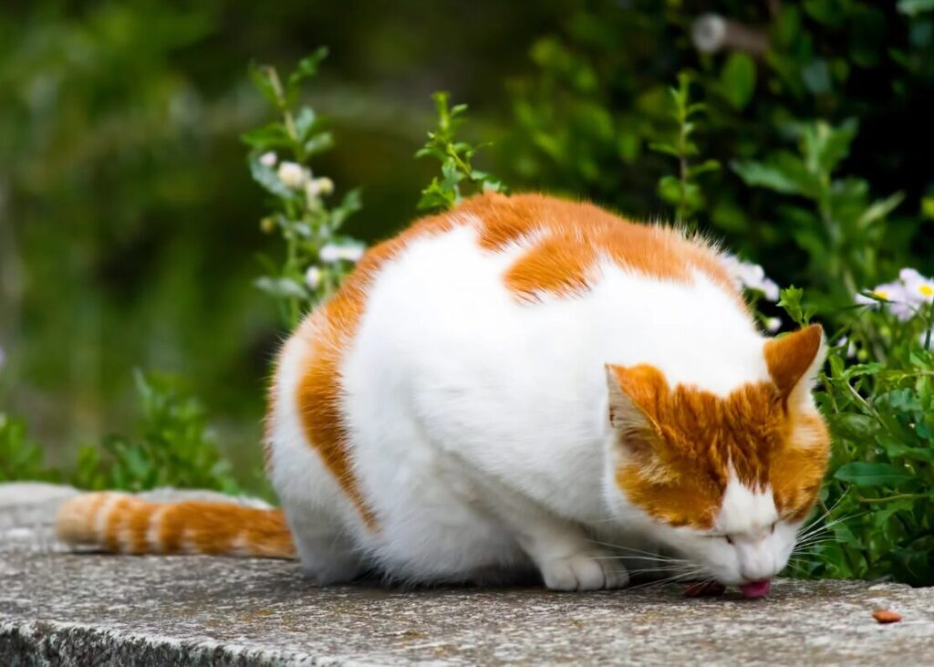 食欲旺盛な猫が気になったときのチェックと受診の目安