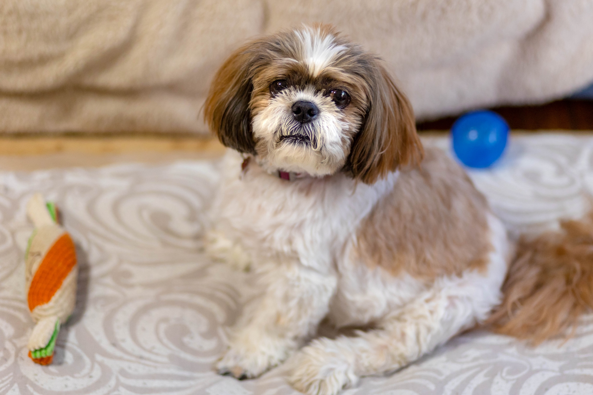 小さな犬