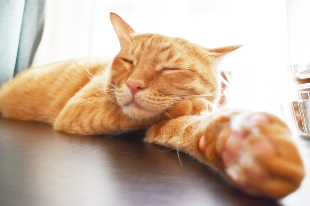 猫の睡眠時間