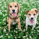 犬の貧血の原因とは？動物病院を受診するタイミングや自宅でできる貧血対策などを解説
