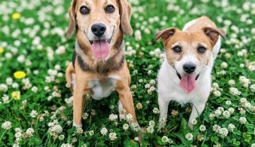 犬の貧血の原因とは？動物病院を受診するタイミングや自宅でできる貧血対策などを解説