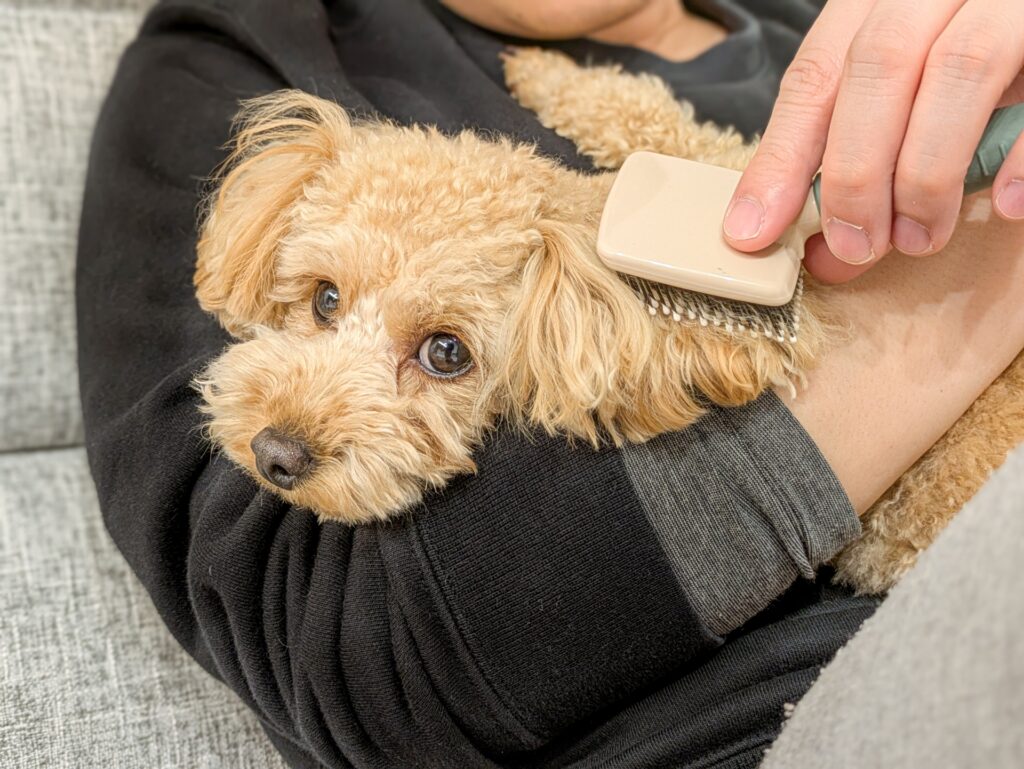 犬が耳をかく場合に考えられる病気
