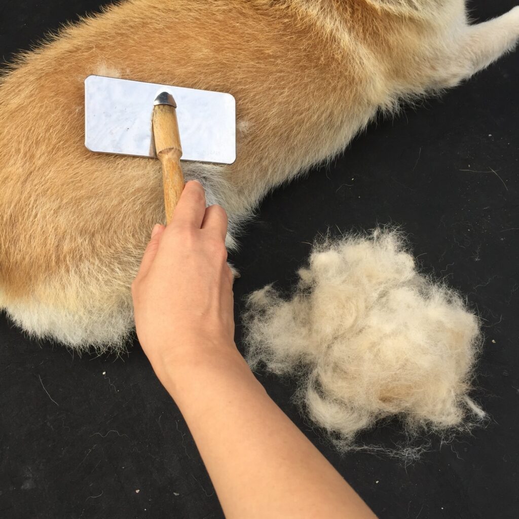 犬の毛が抜ける理由