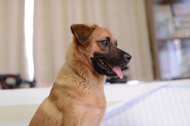 犬の貧血の原因