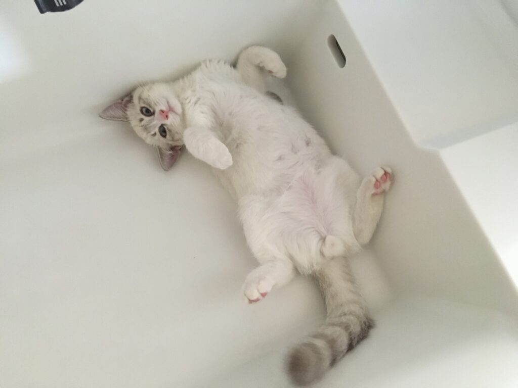 猫の乳腺腫瘍とは