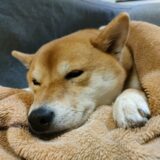 犬のアトピー性皮膚炎｜原因や症状、診断・治療・ケアの方法を解説