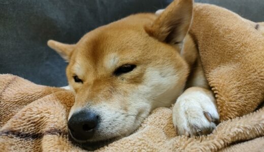 犬のアトピー性皮膚炎｜原因や症状、診断・治療・ケアの方法を解説