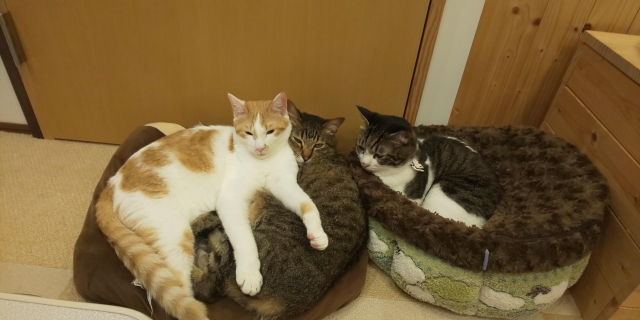 猫が白内障になる主な原因