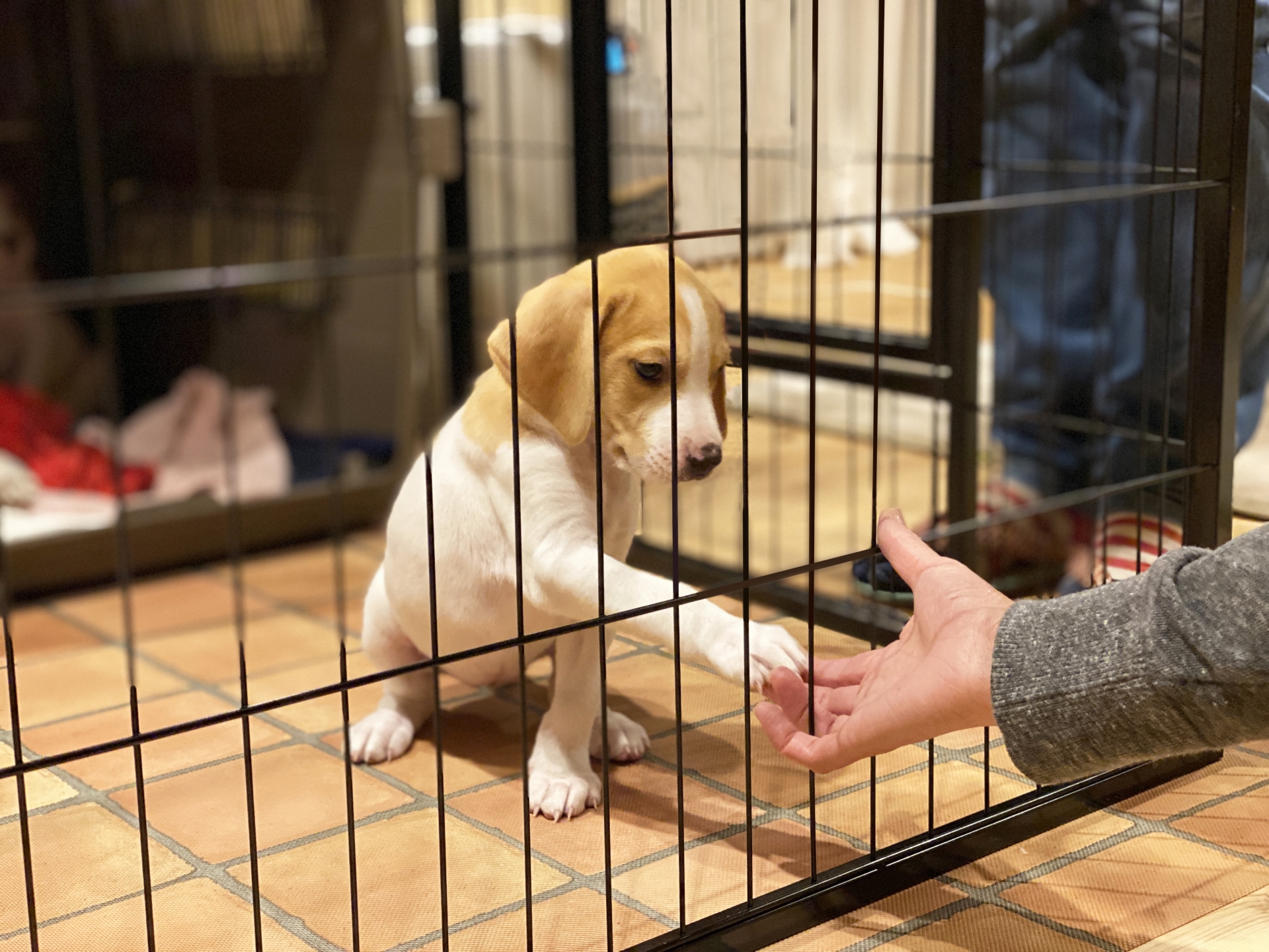 檻から手を出す子犬