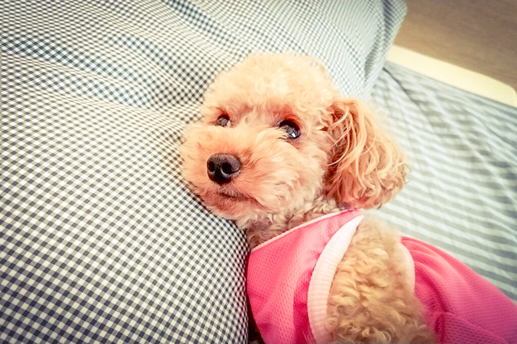 自宅でできる犬の皮膚炎予防