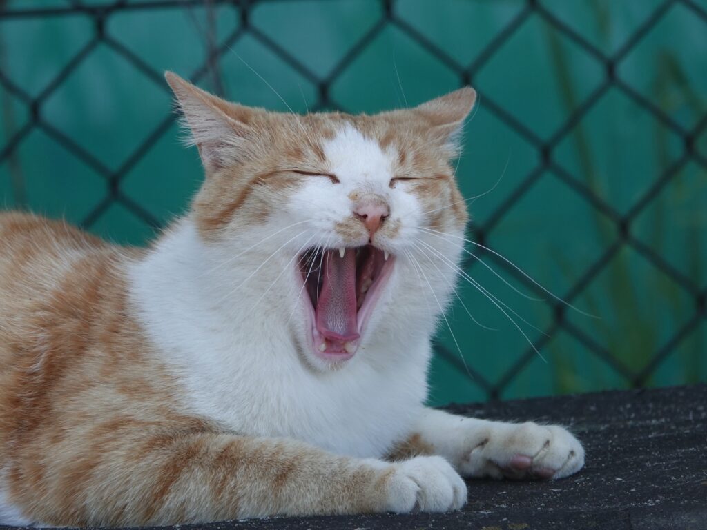 猫のいびきを放置するリスク