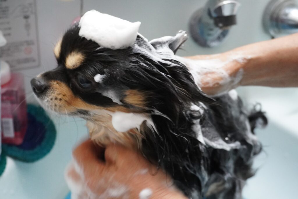 シャンプーする