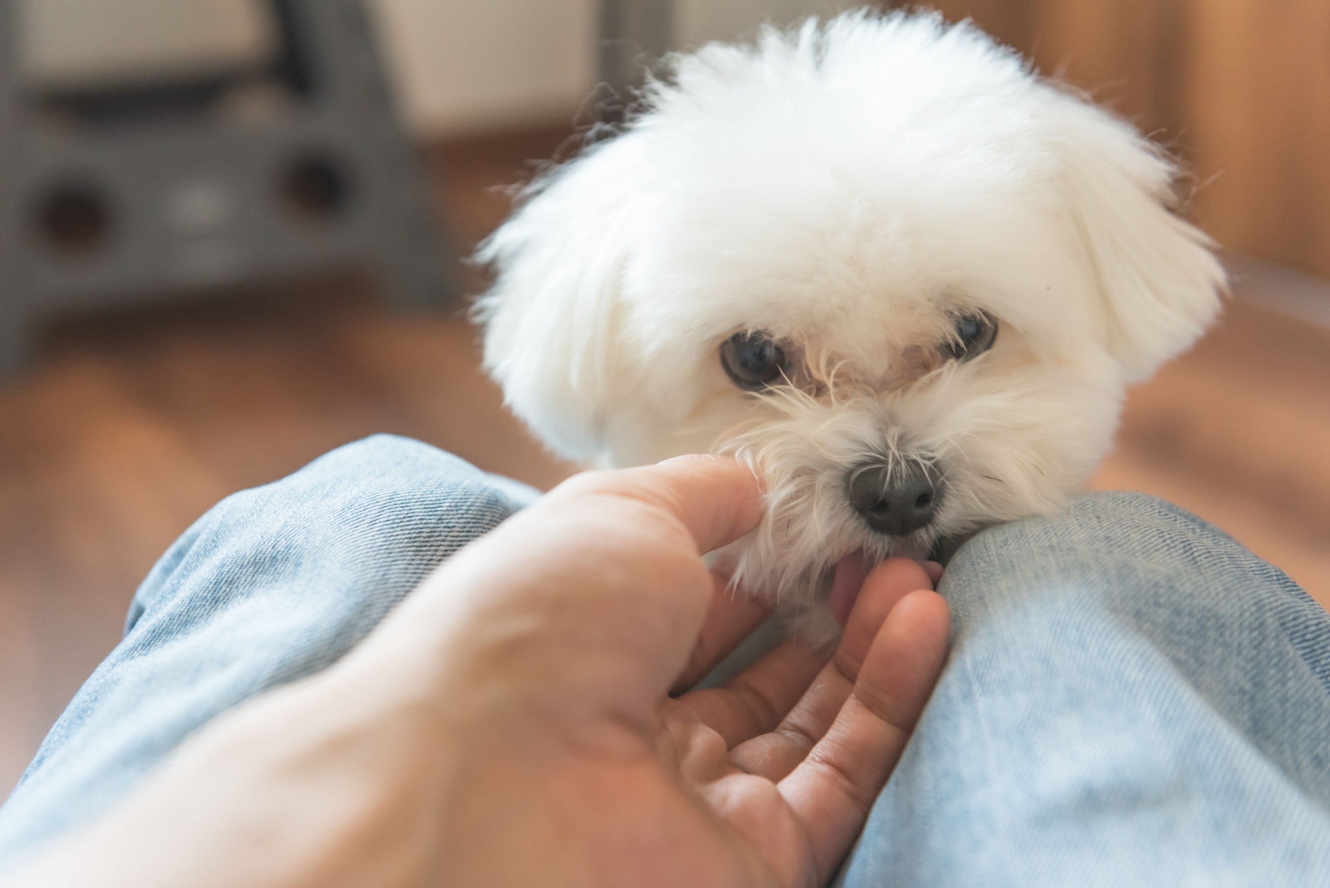 室内犬