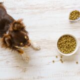 動物病院で取り扱っているフード（療法食）の特徴と種類は？購入するメリットや注意点も解説