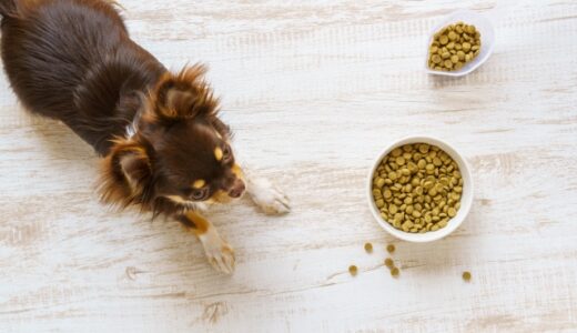 動物病院で取り扱っているフード（療法食）の特徴と種類は？購入するメリットや注意点も解説