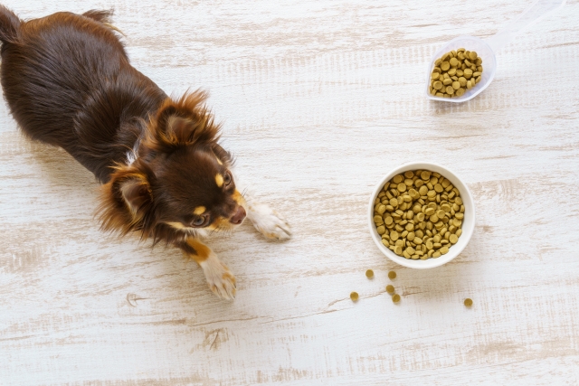 動物病院で取り扱っているフード（療法食）の特徴と種類は？購入するメリットや注意点も解説