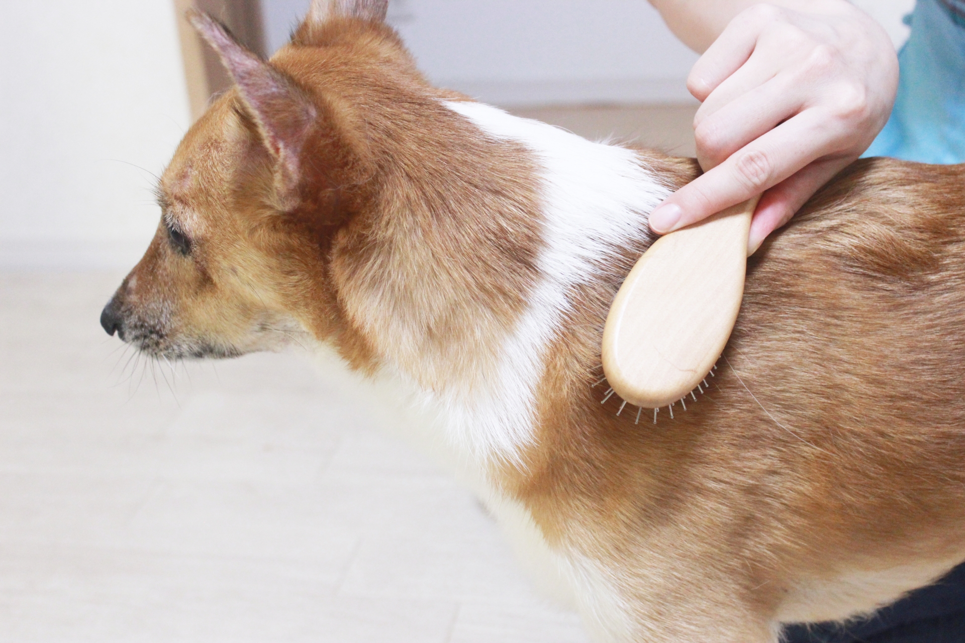 ブラッシングされる犬