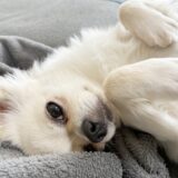 動物病院のヘルニア治療｜症状と原因、発症しやすい犬種や治療方法などを詳しく解説！
