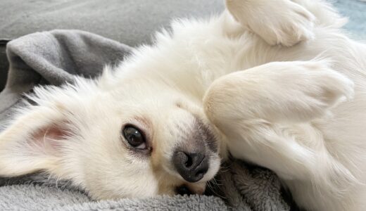 動物病院のヘルニア治療｜症状と原因、発症しやすい犬種や治療方法などを詳しく解説！