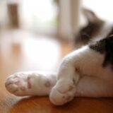 猫の呼吸時に大きくお腹が動くのはなぜ？考えられる病気や動物病院の受診目安を解説