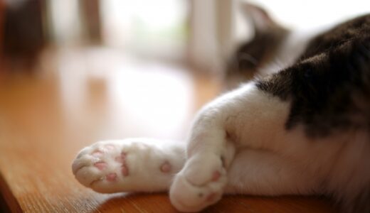 猫の呼吸時に大きくお腹が動くのはなぜ？考えられる病気や動物病院の受診目安を解説