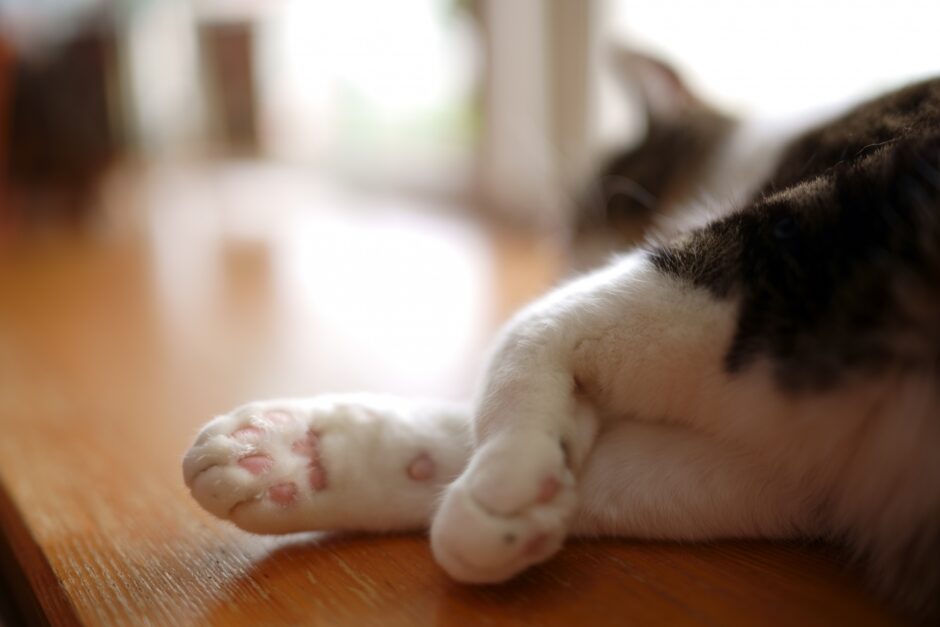 猫の呼吸時に大きくお腹が動くのはなぜ？考えられる病気や動物病院の受診目安を解説