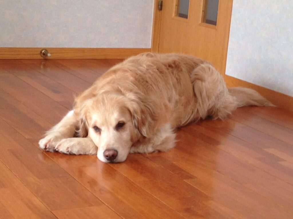 犬のくしゃみと鼻血が止まらない原因
