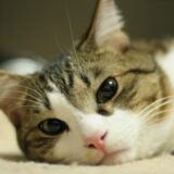猫の乳腺腫瘍とは？症状や治療方法や予防方法などを解説