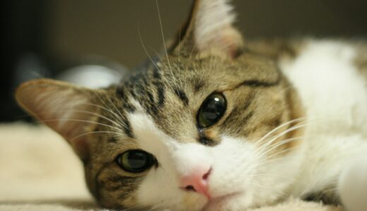 猫の乳腺腫瘍とは？症状や治療方法や予防方法などを解説
