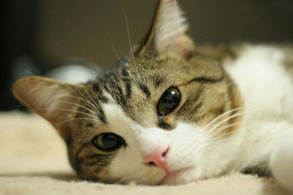 猫の乳腺腫瘍とは？症状や治療方法や予防方法などを解説