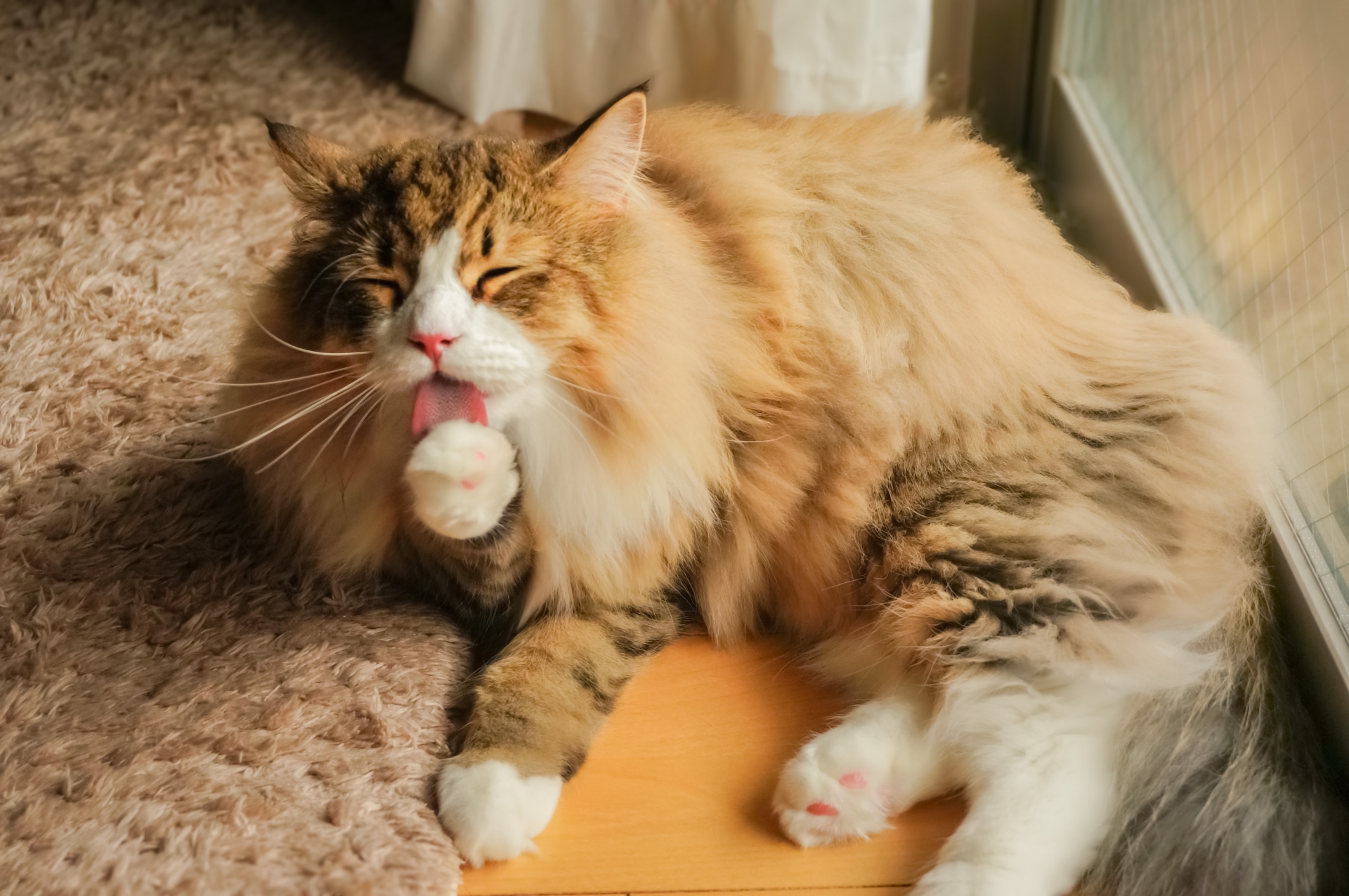 窓際で毛繕いをする猫