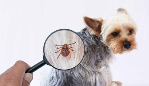 動物病院で処方されるノミダニ薬は何が違う？薬の種類や使用する際の注意点などを解説