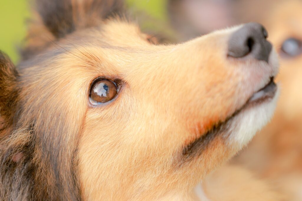 犬のしつけ教室は、愛犬との暮らしをより快適にするための第一歩です。特に初心者の飼い主さんにとっては、「どのタイミングで始めるべきか」「何から教えるべきか」といった疑問をいだきがちだと思います。しつけは順番を意識して行うことが重要で、基本を押さえることで、その後のトレーニングもスムーズに進みます。この記事では、しつけ教室に通う前に知っておきたい順番やポイントについて、わかりやすくご紹介します。
h2:しつけの順番としつけ教室で身につく基本スキル