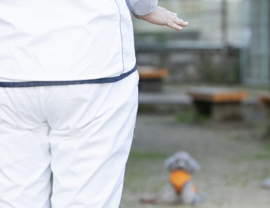 犬の訓練競技会とは？出場する際のしつけ教室の選び方やトレーニング内容などを解説