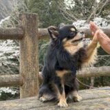 犬のしつけ教室の預かり訓練とは？利用のタイミングや預ける期間、注意点も解説